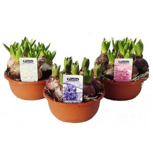 hyacintschaal hyacintschaal