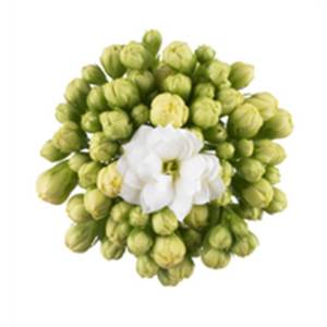 kalanchoe mini kalanchoe mini