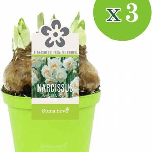 narcis bridal narcis bridal